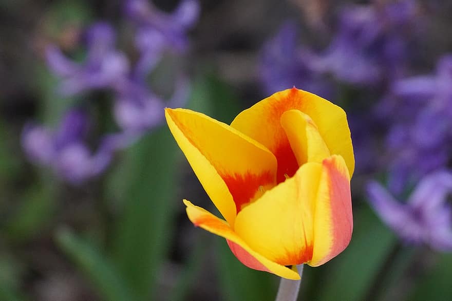 blomst, tulipan, natur, forår, sæson-, flor, blomstre, kronblade, vækst
