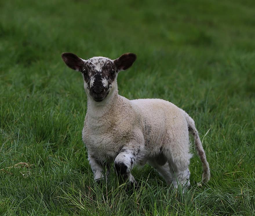 lam, schapen, schapen-, bont, de lente, Pasen, natuur, gras, landbouw, Wales, wels