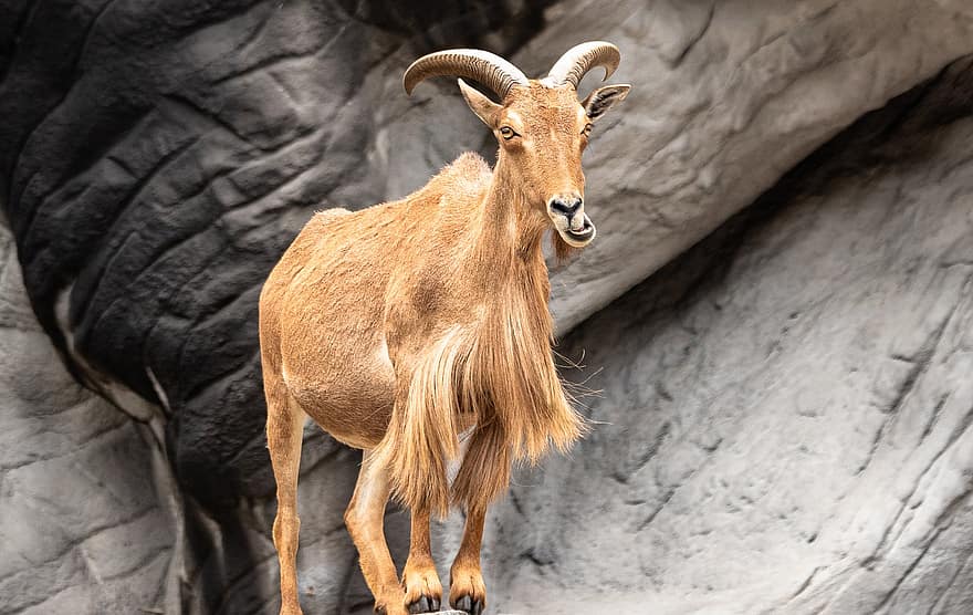 Mouflon, Horns, Mammal, Ungulate, Zoo, Animal