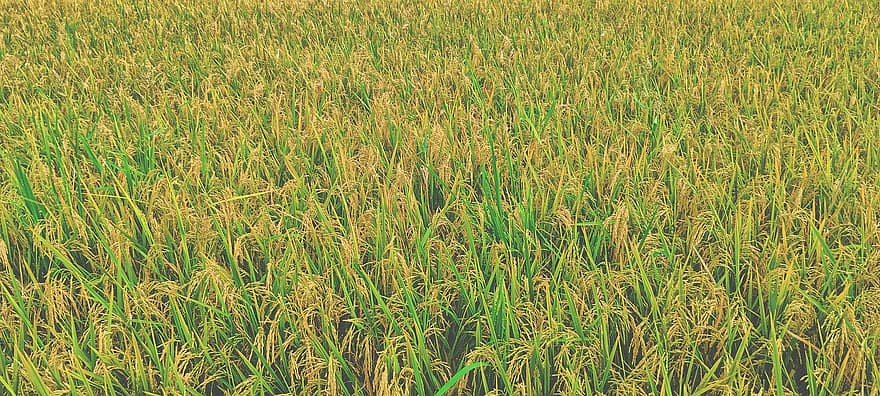 rizsföld, tanya, mező, tamil nadu, India, mezőgazdaság, termőföld, növekedés, hántolatlan rizs, fű, növény