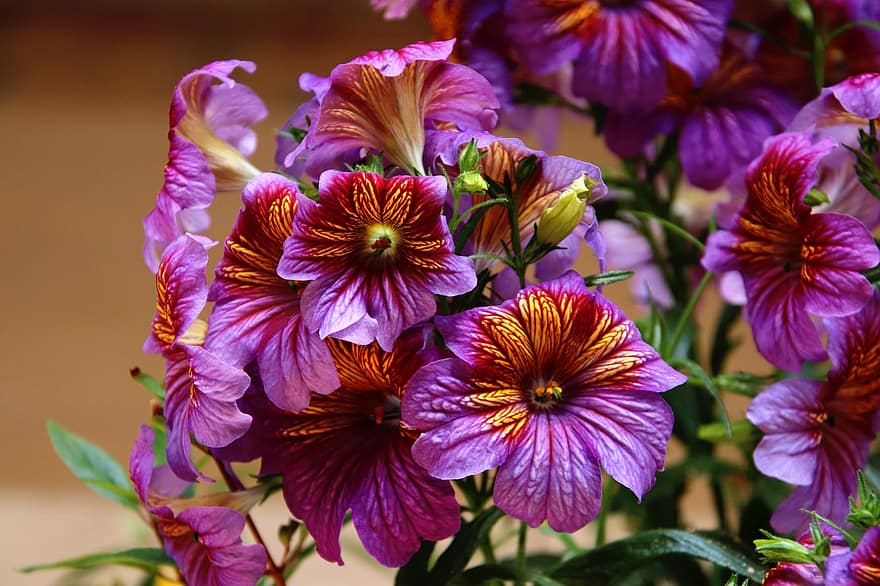 bunga-bunga, Tanaman Lidah Lukis, bunga ungu, Salpiglossis Sinuata, alam, flora, merapatkan, menanam, bunga, ungu, daun