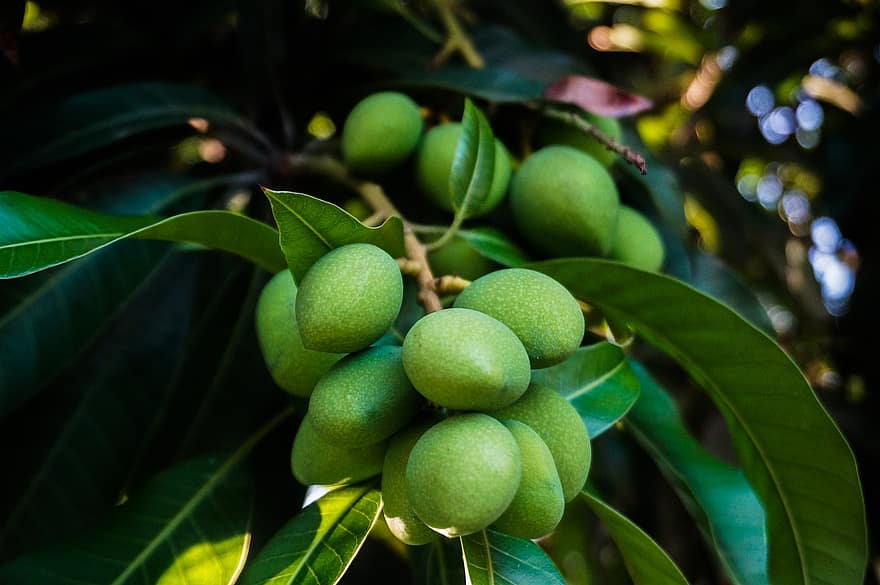 манго, фрукты, ветка, дерево, зеленые манго, питание, органический, листья, завод, природа