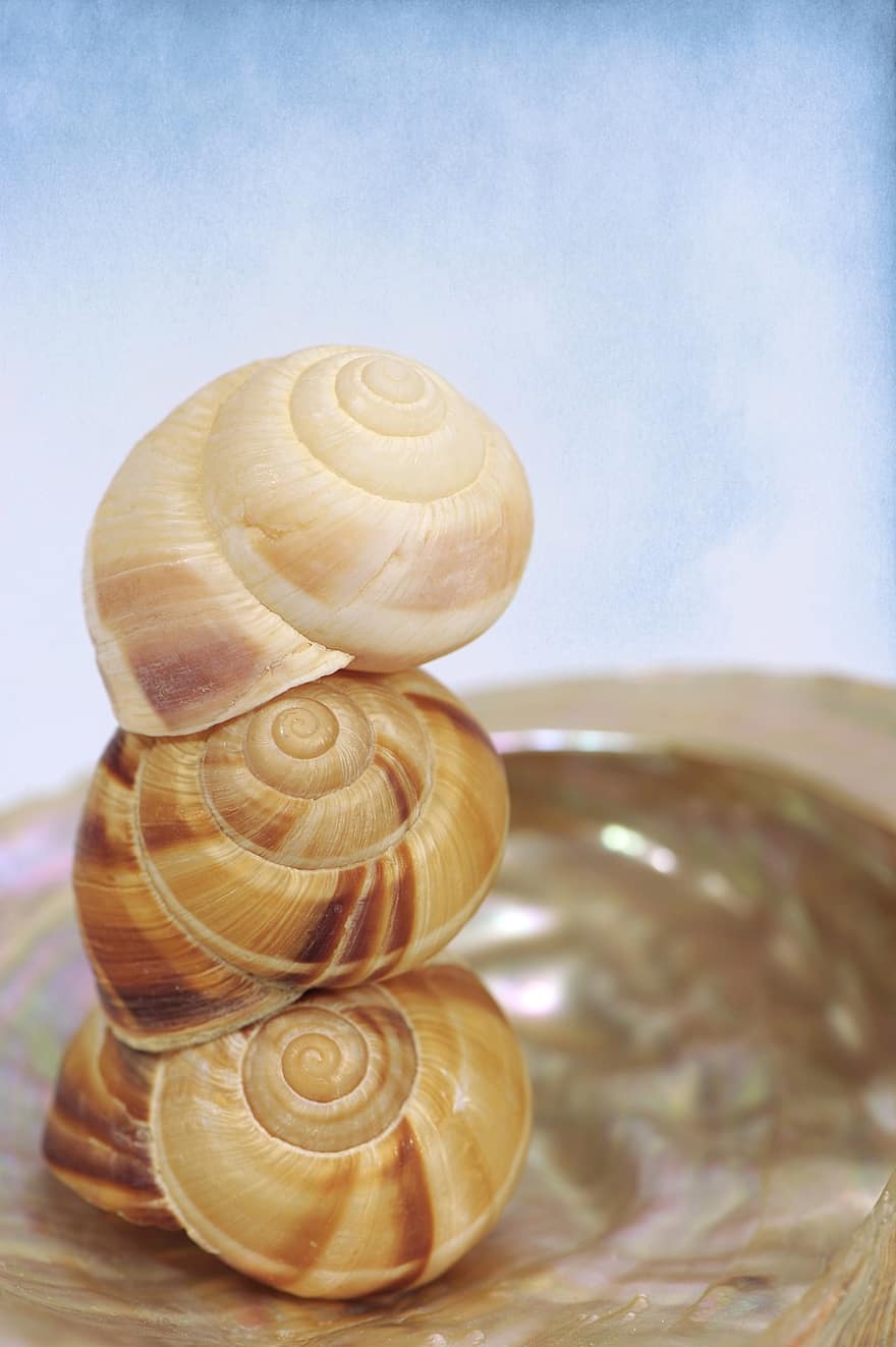 shell, cargol, closca de cargol