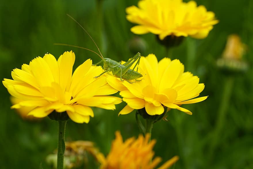 Heuschrecke, Arnika, gelbe Blumen, Blumen, Garten, Insekt, Nahansicht, Sommer-, Blume, Gelb, grüne Farbe