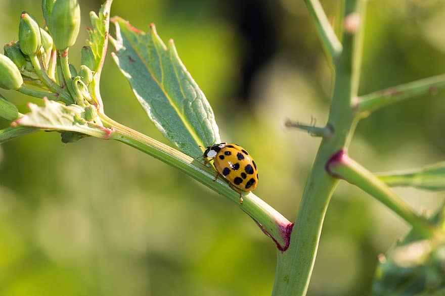 Ladybug, Macro, Close Up, Insect, Nature, Beetle, Red, Asian-ladybug, Luck