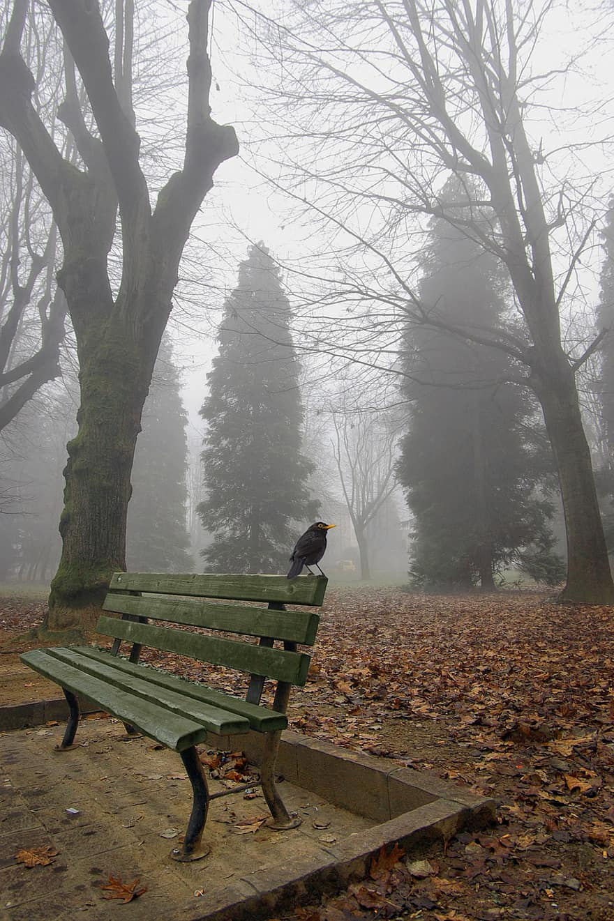 скамейка, птица, туман, парк, сад, холодно, зима, голые деревья, опавшие листья, высушенные листья