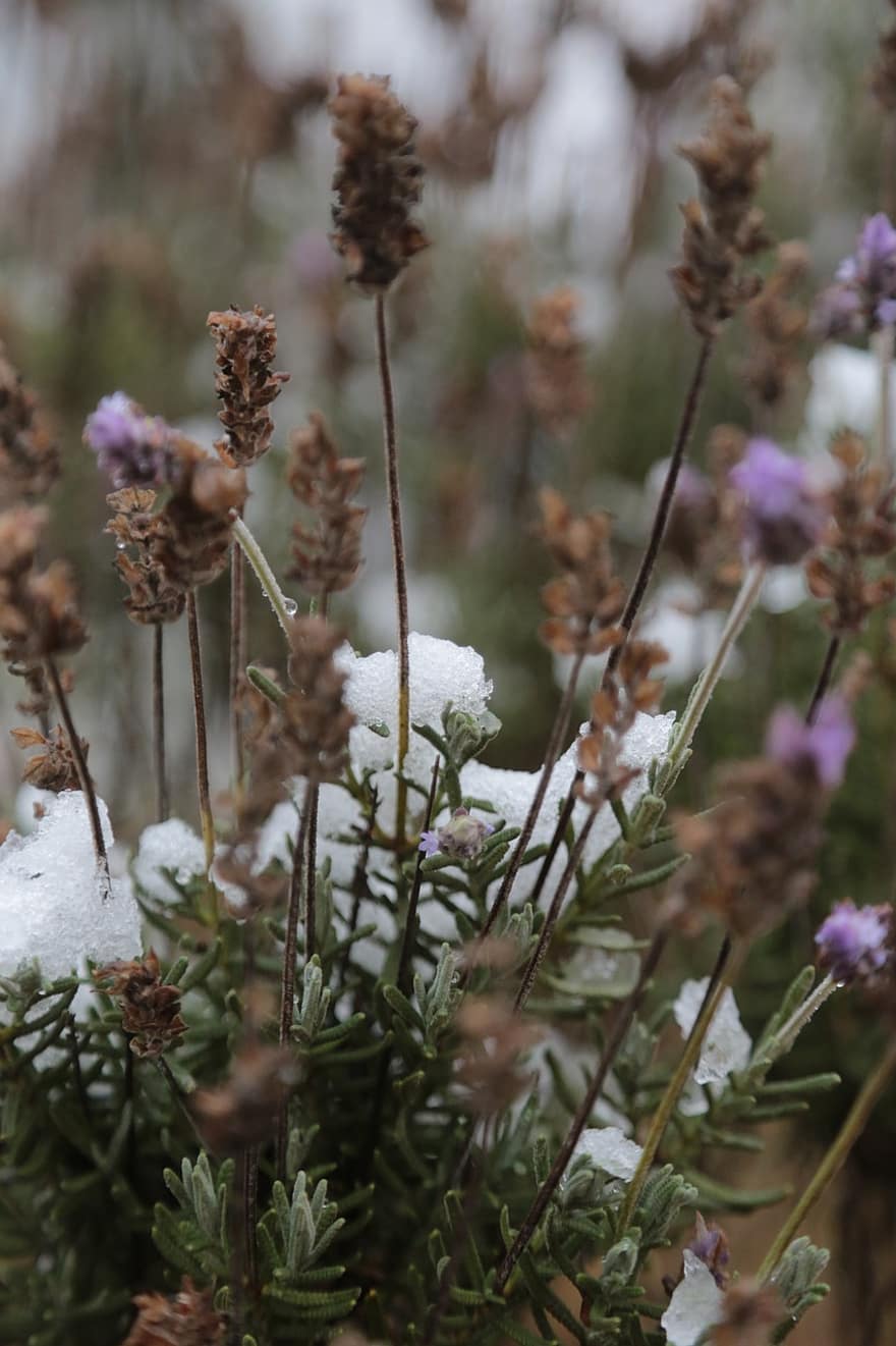 ช่อลาเวนเดอร์, ทุ่งหญ้า, หิมะ, ฤดูหนาว, ธรรมชาติ