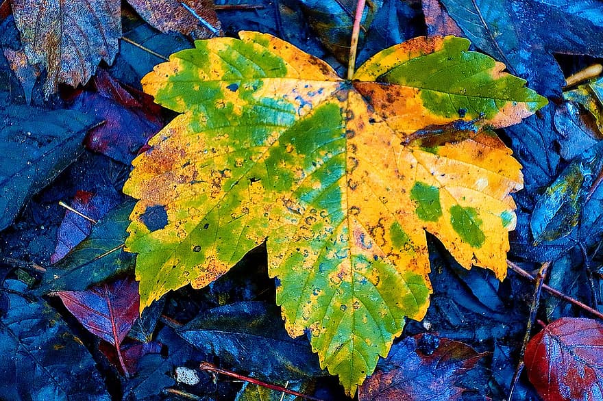 tomber, feuilles d'automne, couleurs d'automne, feuilles séchées, feuillage, la nature
