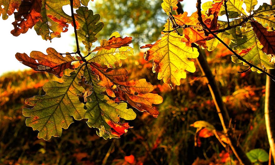 otoño, hojas, roble, follaje, rama, puntilla, árbol, planta, naturaleza, temporada