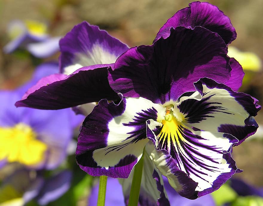 pansy, zieds, violets zieds, ziedlapiņām, Violetas ziedlapiņas, zied, flora, augu, raksturs, violets, tuvplāns