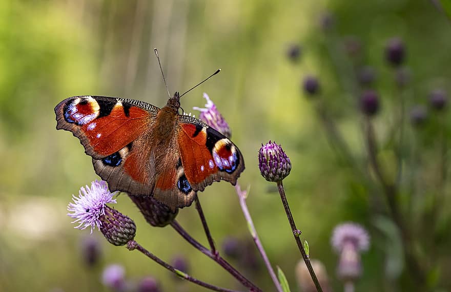 Pollination, Butterfly, Flower, Insect, Pollinator, Peacock Butterfly, European Peacock, Aglais Io, Plant, Flowering Plant, Bloom