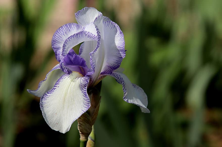 Iris, Blumen, Pflanzen, Farbe weiß, Garten, Gartenarbeit, Gartenbau, botanisch, Flora, Nahansicht, Blume
