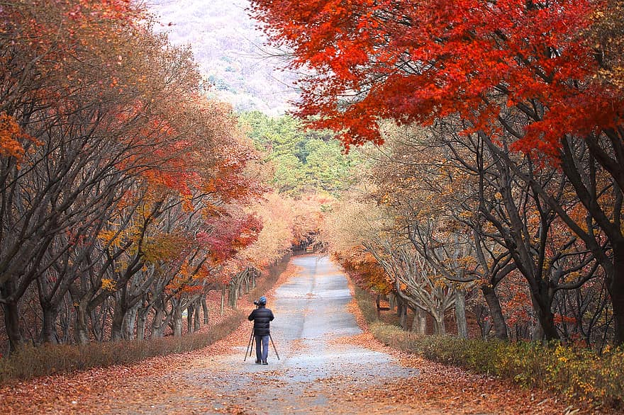 ścieżka, Droga, mężczyzna, park, drzewa, odchodzi, listowie, jesienne liście