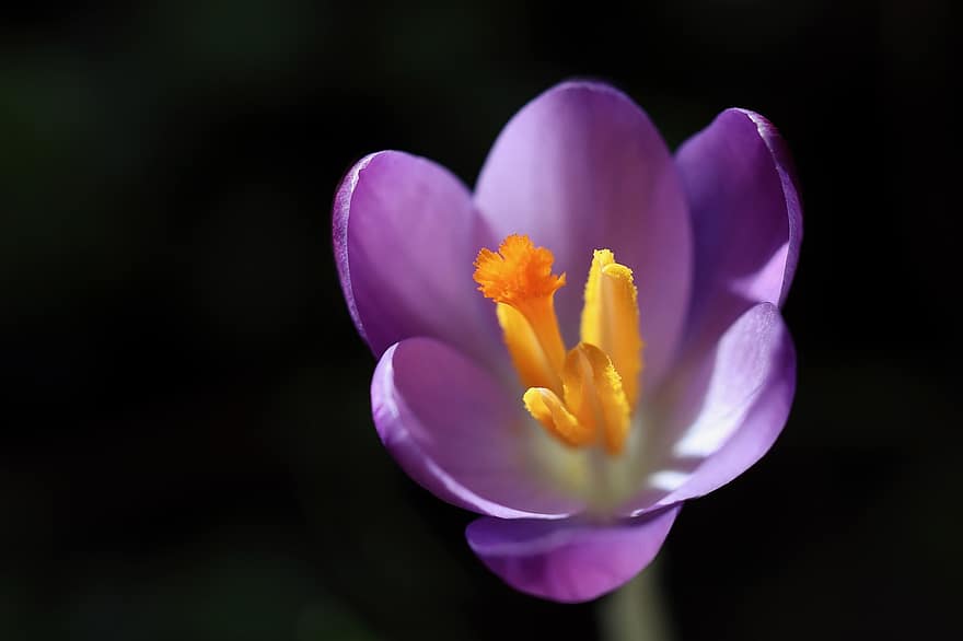 Crocus, Flower, Plant, Petals, Purple Flower, Bloom, Blossom, Flora, Harbinger Of Spring, Early Bloomer, Spring Awakening