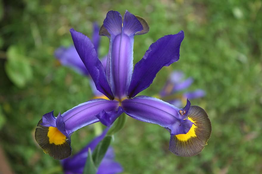 iris, blomma, växt, lila blomma, kronblad, trädgård, natur, botanisk