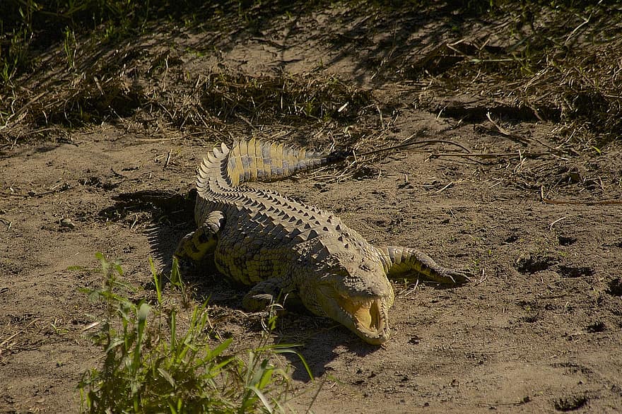 Crocodile, Reptile, Predator, Carnivore, Wilderness, Wild Animal, Animal, Animal World, Wildlife, Wildlife Photography, Serengeti