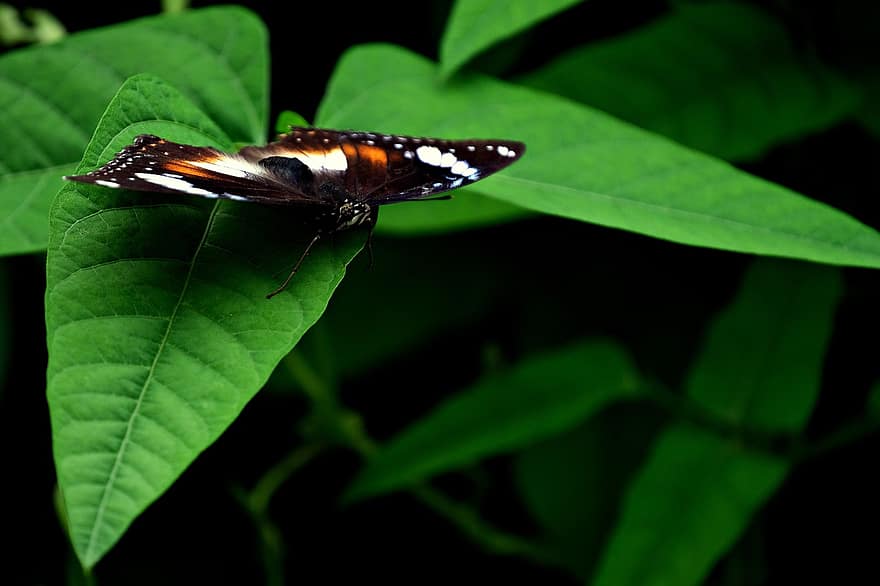 насекомо, липова пеперуда, пеперуда, природа, фауна, ентомология, наблизо, едър план, макро, зелен цвят, листо