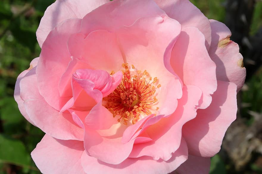 троянда, рожевий, квітка, пелюстки, рожева троянда, рожева квітка, рожеві пелюстки, цвітіння, флора, пелюстки троянд, цвітіння троянди