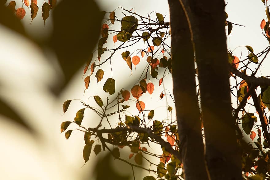 frunze, frunziş, copac, Bo Leaves, răsărit