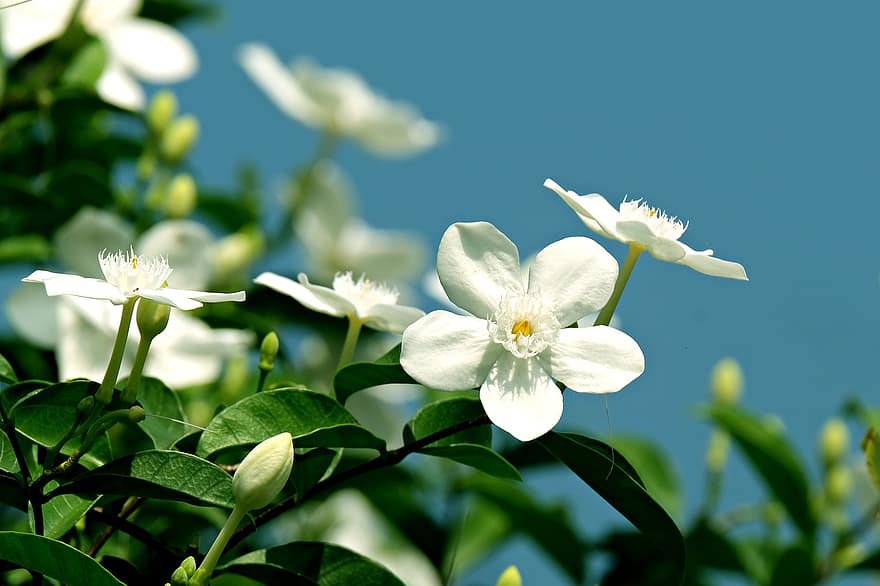 Тайландски жасмин, Звезда Жасмин, бели цветя, цветя, градина, флора, растение, едър план, лято, цвете, листо