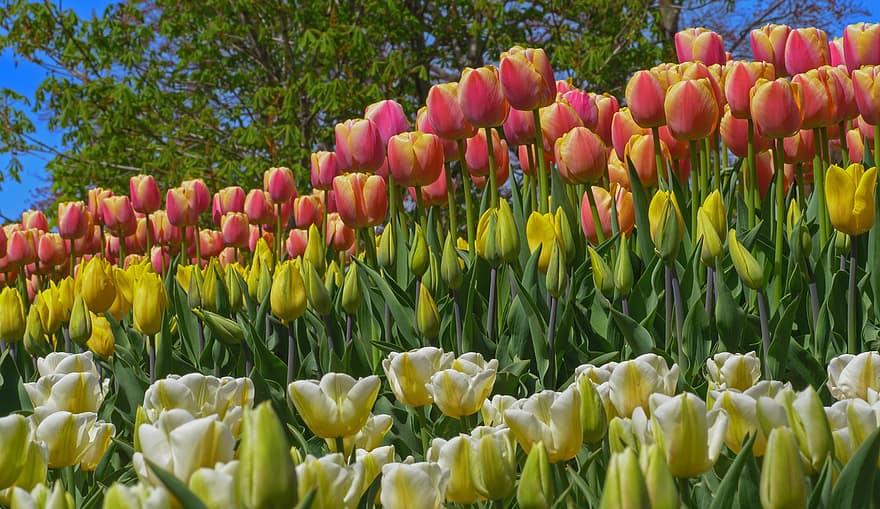 tulipas, flores, jardim, jardim de tulipas, flores da primavera, flor, plantas, parque, tulipa, primavera, plantar