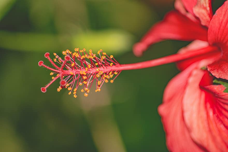 Hibiskus, Blume, rote Blume, Stempel, Blütenblätter, rote Blütenblätter, blühen, Pflanze, Flora, Natur