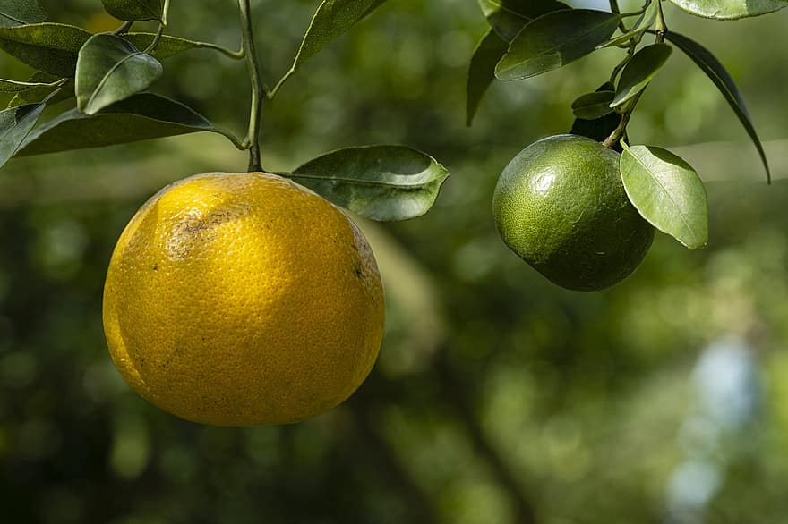citrus vruchten, fruit