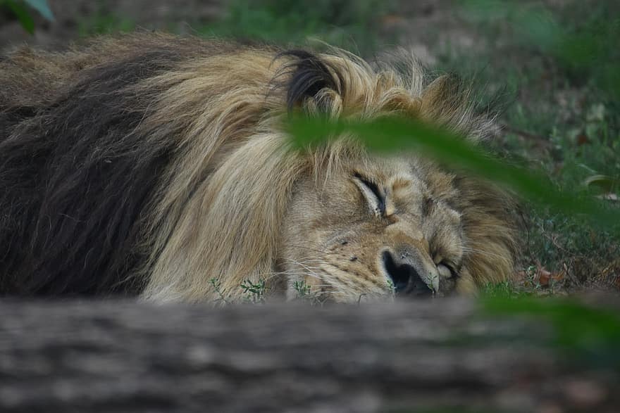 lev, spát, král, spací, spící, velká kočka, divoká kočka, Kočkovitý, divoké zvíře, savec, dravec