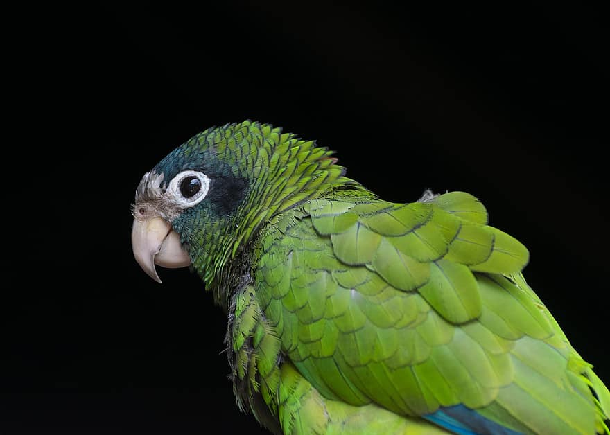 Parrot, Bird, Animal, Wildlife, Amazon, Exotic, Feathers, Plumage, Beak, Bill, Nature