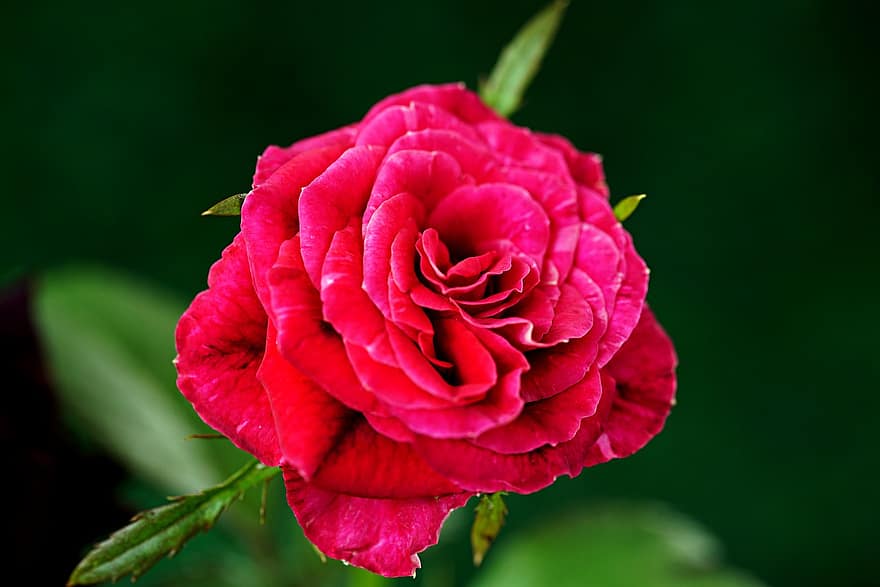 Rose, fleur, plante, rose rouge, pétales, Floraison, flore, la nature, fermer, pétale, feuille
