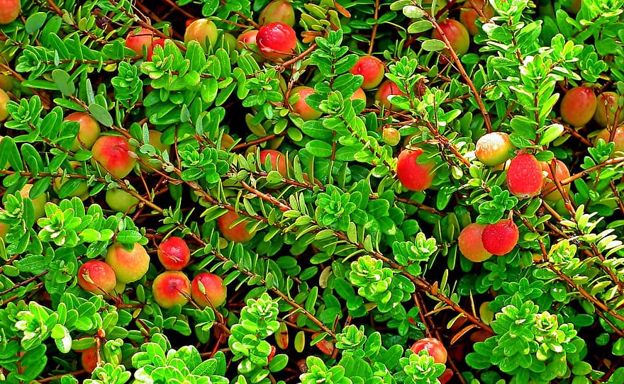 brusinky, zahrada, Příroda, list, svěžest, ovoce, zelená barva, letní, rostlina, jídlo, větev