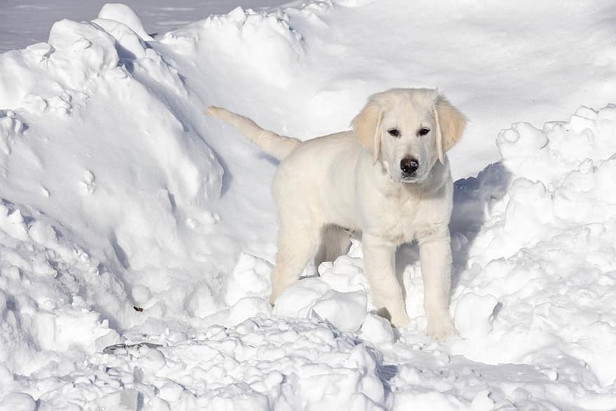 Golden retriever, puppy, sneeuw, hond, Engelse room gouden retriever, winter, huisdier, dier, jonge hond, huiselijk, hoektand