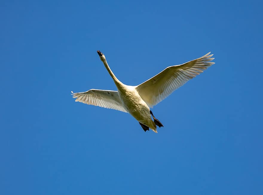 cigno in volo, uccello bianco, cigno, piume, stagno, uccelli, volante, piuma, bianca, volare