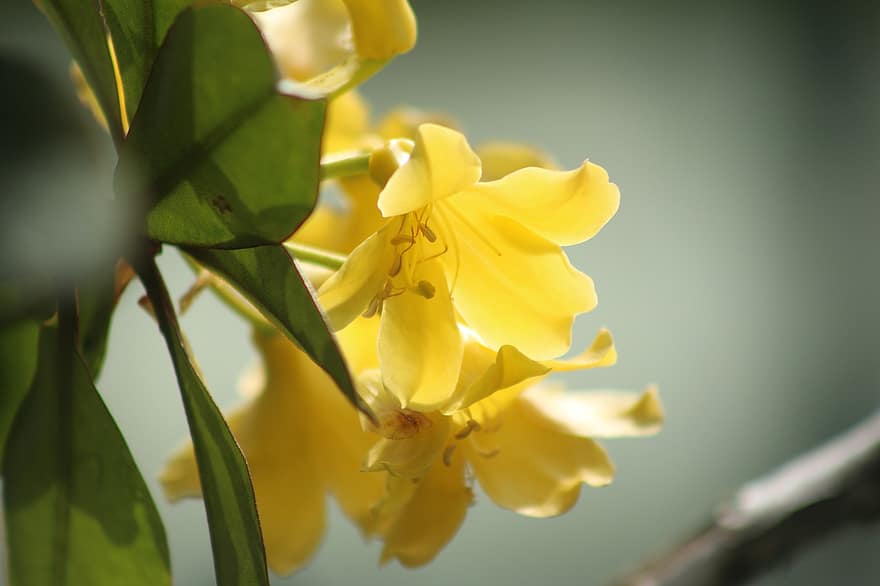 Flower, Botany, Rhododendron, Azalea, Spring, Yellow, Flora, Nature