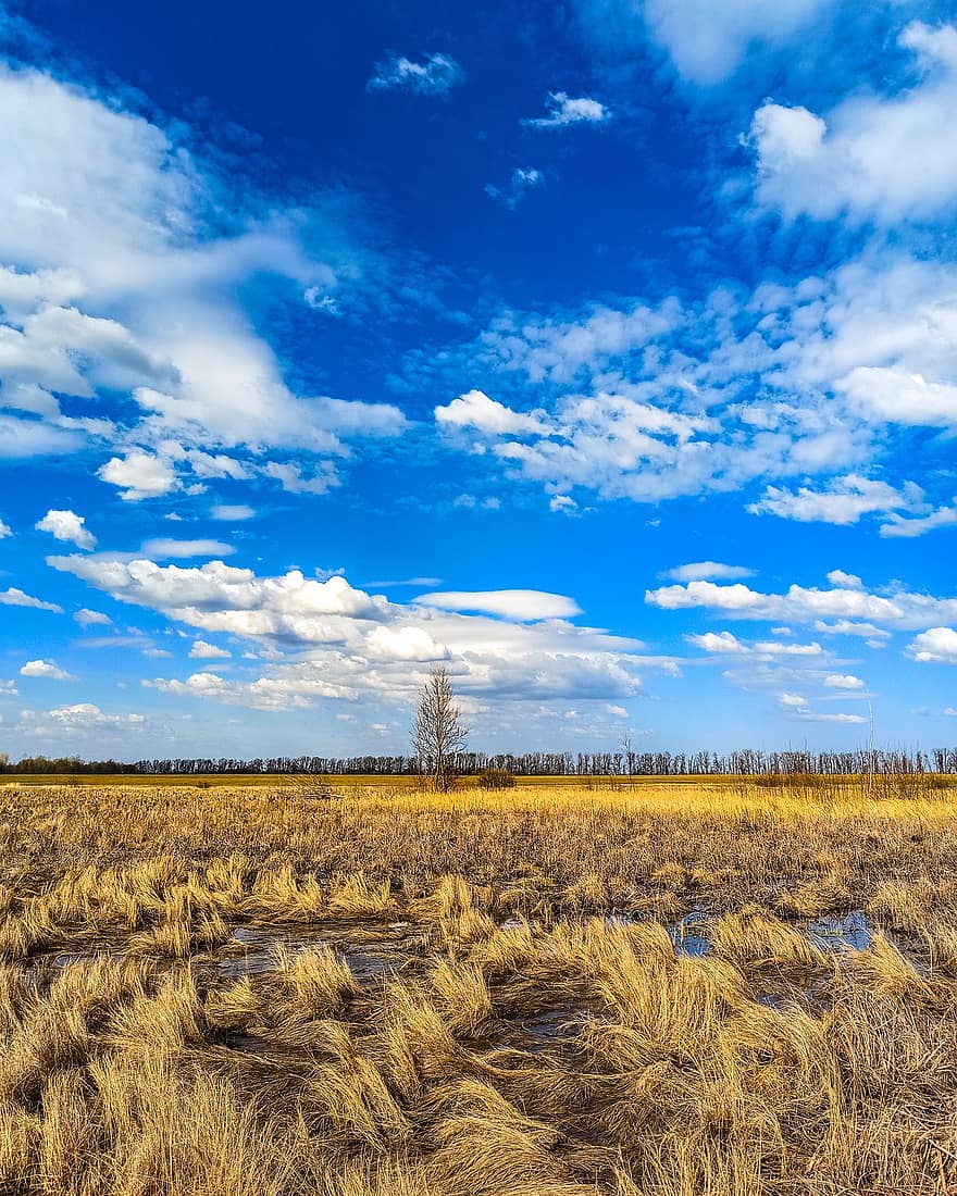 pole, Natura, Ukraina, niebo, bagno, mokradła, chmury, scena wiejska, rolnictwo, niebieski, lato