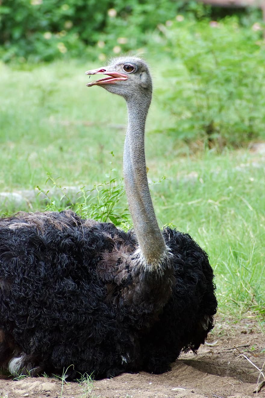 avestruz, jardim zoológico, animal, passarinhos, pescoço, penas, plumagem, bico, animais selvagens, fotografia animal