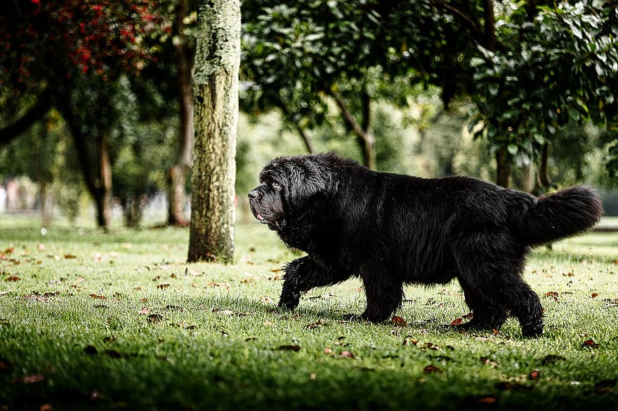 ньюфаундлендська собака, пес, домашня тварина, Терранова, Чорна собака, тварина, вітчизняний, собачий, ссавець, милий, на відкритому повітрі
