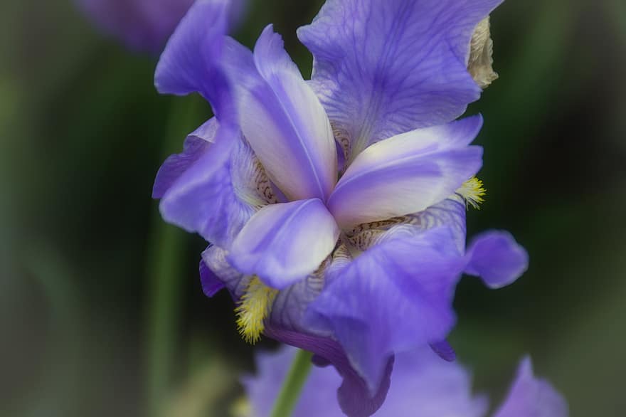 tuin-, bloem, iris, bloeien, bloesem, bloeiende plant, sierplant, fabriek, flora, natuur