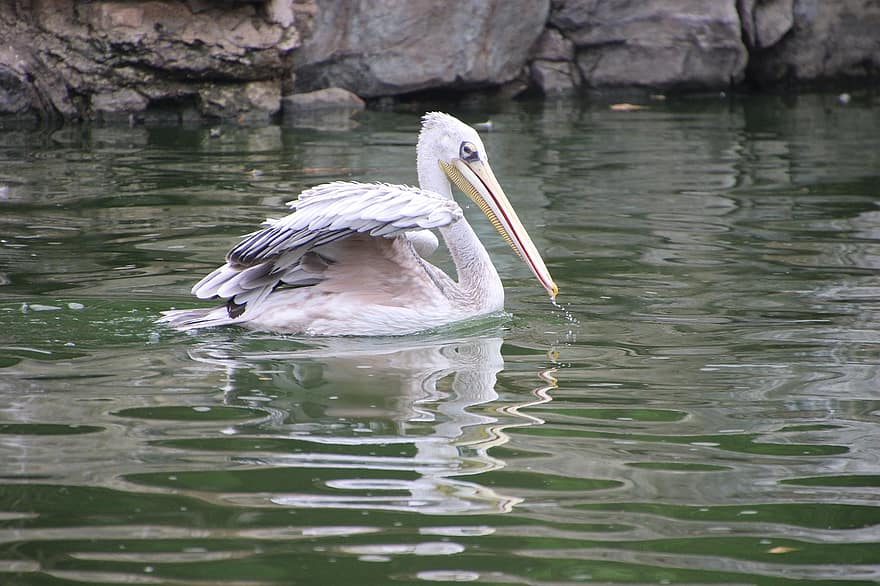 pelicano, pássaro, lago, pássaro aquático, ave aquática, animal, fauna, natação, pedra, rochas, lagoa