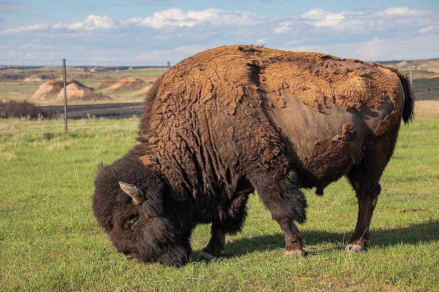 buivolai, bisonas, Šiaurės Dakota, badlands, Amerika, laukinės gamtos, gyvūnas, žolė, ūkis, kaimo scenoje, gyvulius