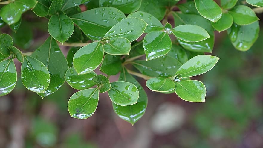 Leaves, Plant, Raindrops, Dewdrops, Droplets, Dew, Wet, Foliage, Greenery, Raindrops On Leaves, Nature