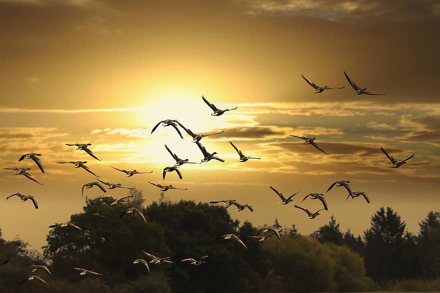migration, fugle, flyvende, flyvningen, gæs, waterfowls, vandfugle, dyr, flok, himmel, solnedgang