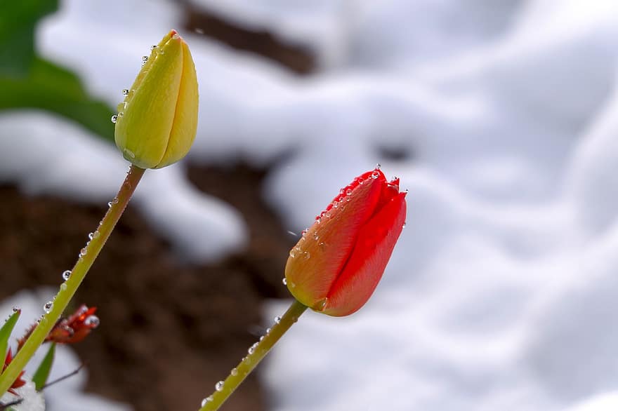 Tulips, Flowers, Snow, Flower Buds, Blooming Flowers, Frost, Nature, plant, close-up, flower, leaf