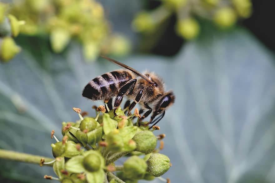 бджола, комаха, ентомологія, запилюють, запилення, макрос, макрозйомка, природи, тваринний світ, впритул