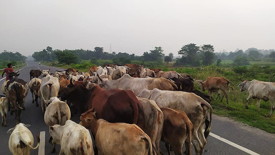 vacas, gado, estrada, rodovia, campo
