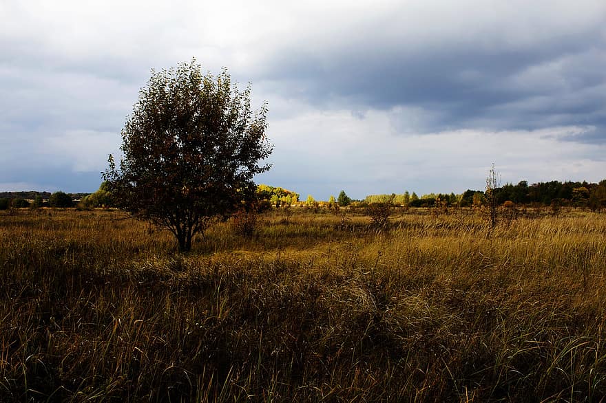 weide, veld-, boom, herfst, natuur, hemel, wolken, Rusland, landelijke scène, landschap, geel