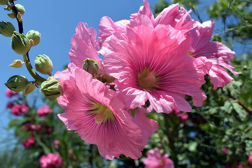 葵、フラワーズ、ピンクの花、花びら、芽、咲く、工場、庭園、自然