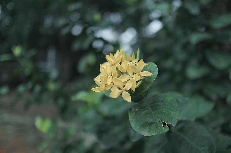 ixora coccinea, λουλούδια, κίτρινα άνθη, φύλλα, πέταλα, κίτρινα πέταλα, ανθίζω, άνθος, χλωρίδα, φυτό, φύλλο