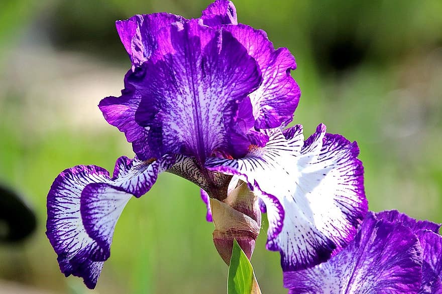 Ирис, фиолетовые цветы, цветы, сад, садоводство, ботаника, Флора, природа, пурпурный, крупный план, цветок