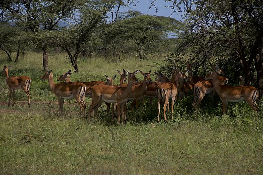 impalas, gyvūnams, safari, antilopai, gazelė, žinduolių, laukinės gamtos, laukiniai, dykumoje, pobūdį, biologinę įvairovę